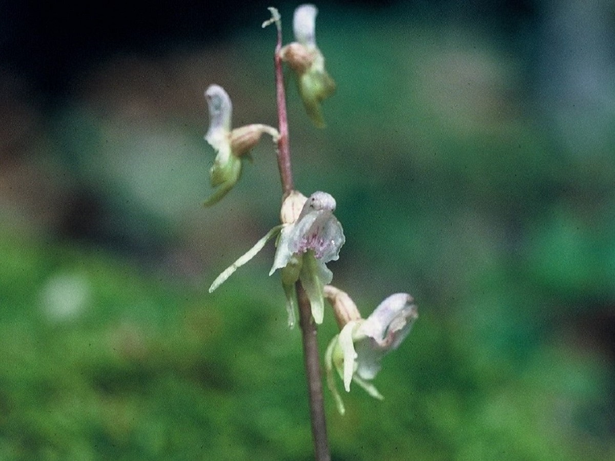Epipogium aphyllum (Orchidaceae)
